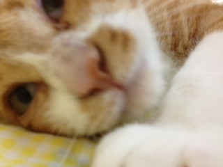 茶太郎写真日記