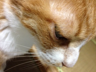 茶太郎写真日記