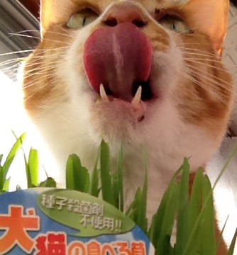 茶太郎写真日記
