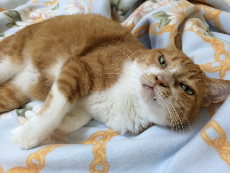 茶太郎写真日記